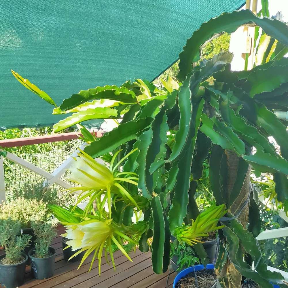 Picture of dragon fruit plants blooming under a shade cloth.